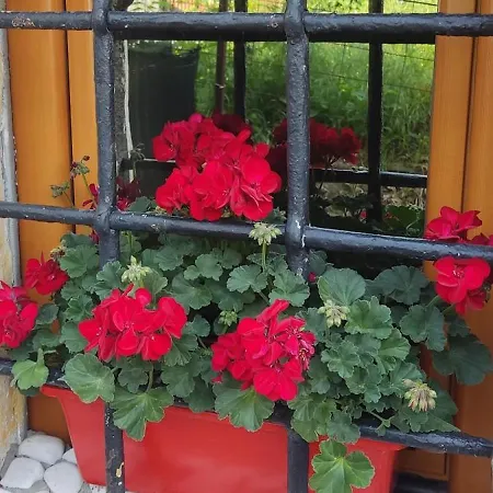 Vitraz Σαράγεβο